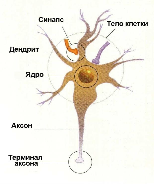 На рисунке изображена нервная клетка